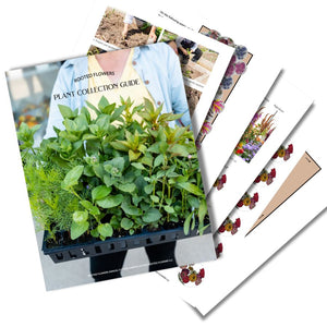 Texture & Foliage Plant Collection