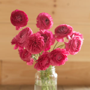 Vibrant ranunculus blooms showcasing the potential beauty of our premium corms for sale.