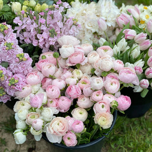 Vibrant ranunculus blooms showcasing the potential beauty of our premium corms for sale.
