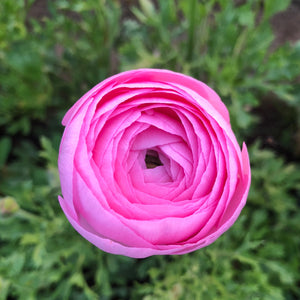 Vibrant ranunculus blooms showcasing the potential beauty of our premium corms for sale.