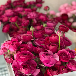 Vibrant ranunculus blooms showcasing the potential beauty of our premium corms for sale.