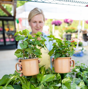 A coffee mug with a plant