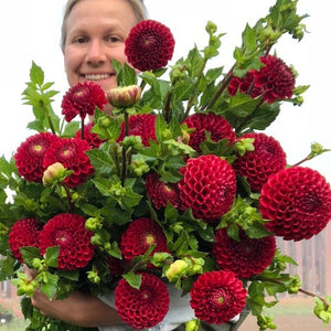 Rooted Flowers Cornel Dahlia