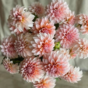 Rooted Flowers Dahlia Peaches N' Cream