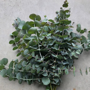 Eucalyptus Plant Collection