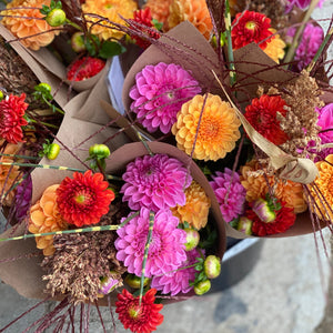 Rooted Flowers Dahlia Lollipop, Rooted Flowers Dahlia Pink Sylvie, Rooted Flowers Dahlia Sylvia