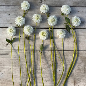 Rooted Flowers Dahlia White
