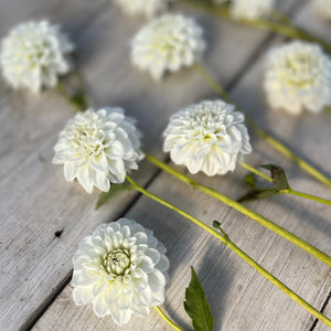 Rooted Flowers Dahlia White