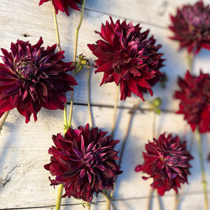 Rooted Flowers Dahlia Black Magic