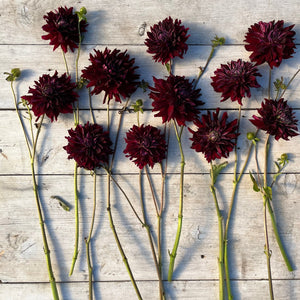 Rooted Flowers Dahlia Black Magic