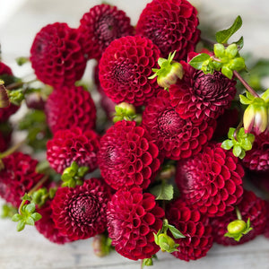 Rooted Flowers Cornel Dahlia