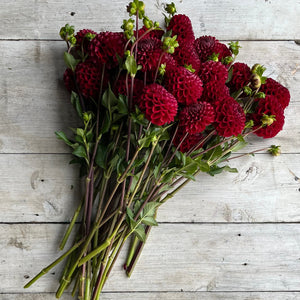 Rooted Flowers Cornel Dahlia