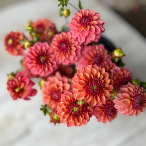 Rooted Flowers Iced Tea Dahlia