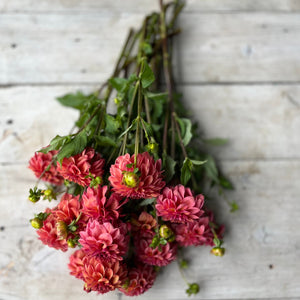 Rooted Flowers Iced Tea Dahlia