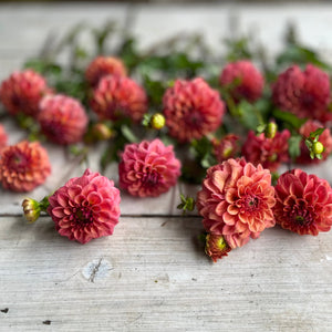 Rooted Flowers Iced Tea Dahlia