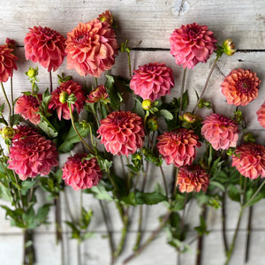 Rooted Flowers Iced Tea Dahlia