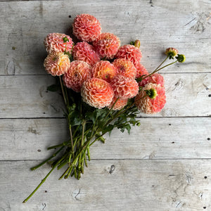 Rooted Flowers Crichton Honey Dahlia