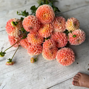 Rooted Flowers Crichton Honey Dahlia