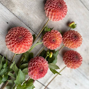 Rooted Flowers Dahlia Clearview Peachy