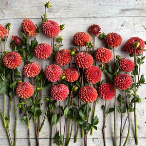 Rooted Flowers Dahlia Cornel Bronze