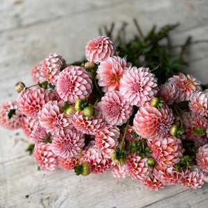 Rooted Flowers Dahlia Peaches N' Cream