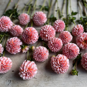 Rooted Flowers Dahlia Peaches N' Cream