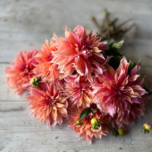 Rooted Flowers Dahlia Labyrinth