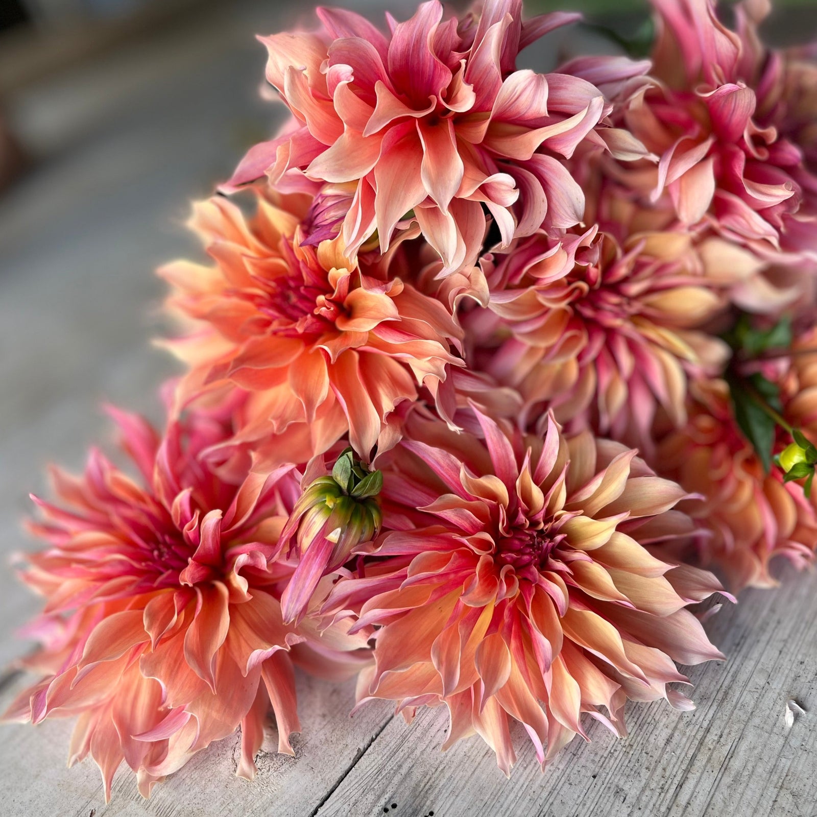 Rooted Flowers Dahlia Labyrinth