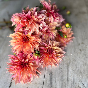 Rooted Flowers Dahlia Labyrinth