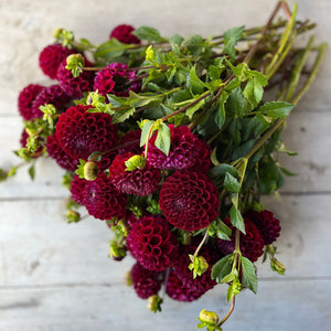 Rooted Flowers Dahlia Ivanetti