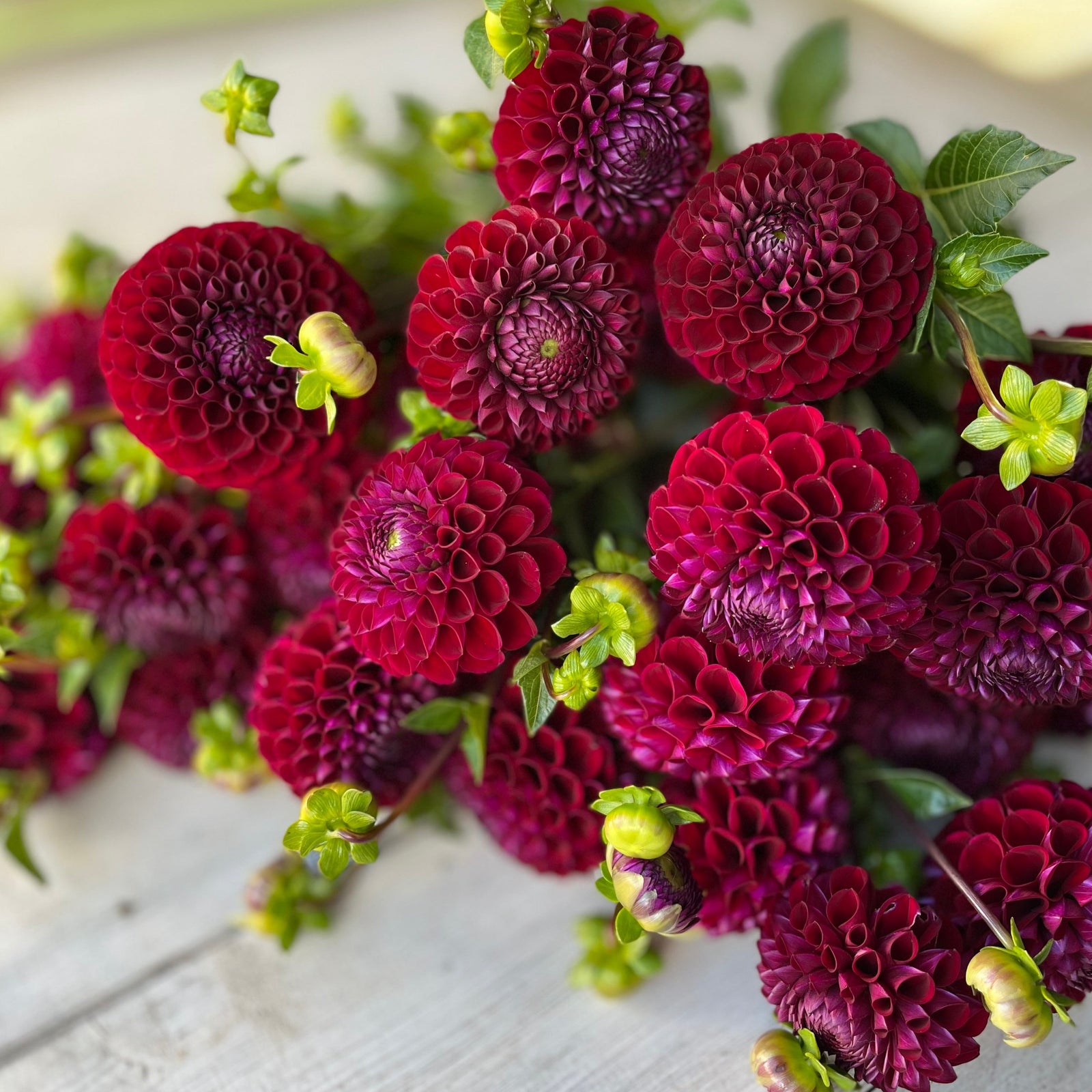 Rooted Flowers Dahlia Ivanetti