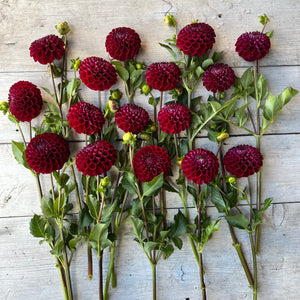 Rooted Flowers Dahlia Ivanetti Tuber