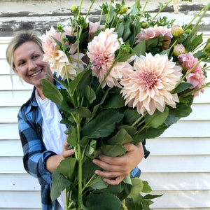 Rooted Flowers Dahlia Cafe Au Lait