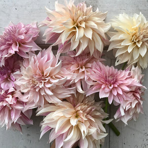 Rooted Flowers Dahlia Cafe Au Lait