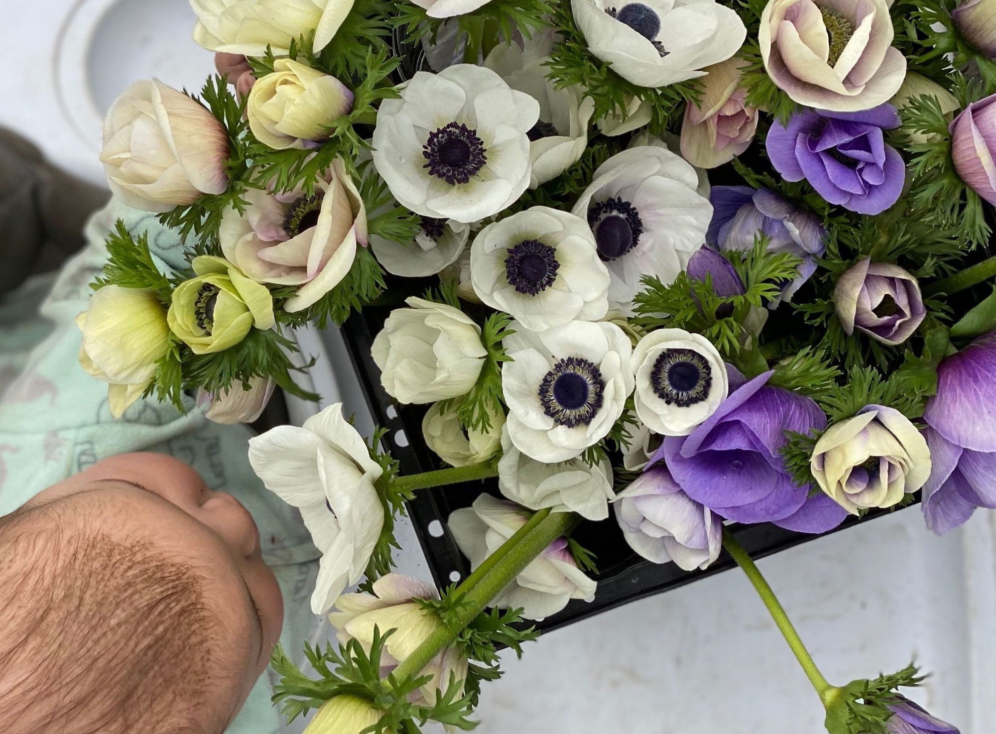 Vibrant anemone flowers with silky petals and dark centers, arranged in a lush bouquet.