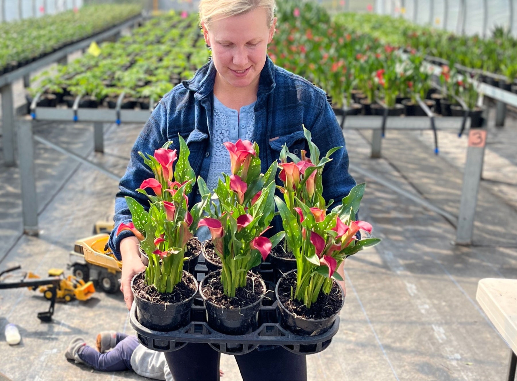 Indoor Calla Lily Care - Rooted Flowers