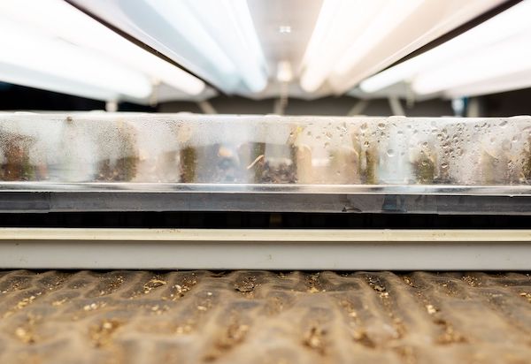 Seed starting station with grow lights on and seedling tray.