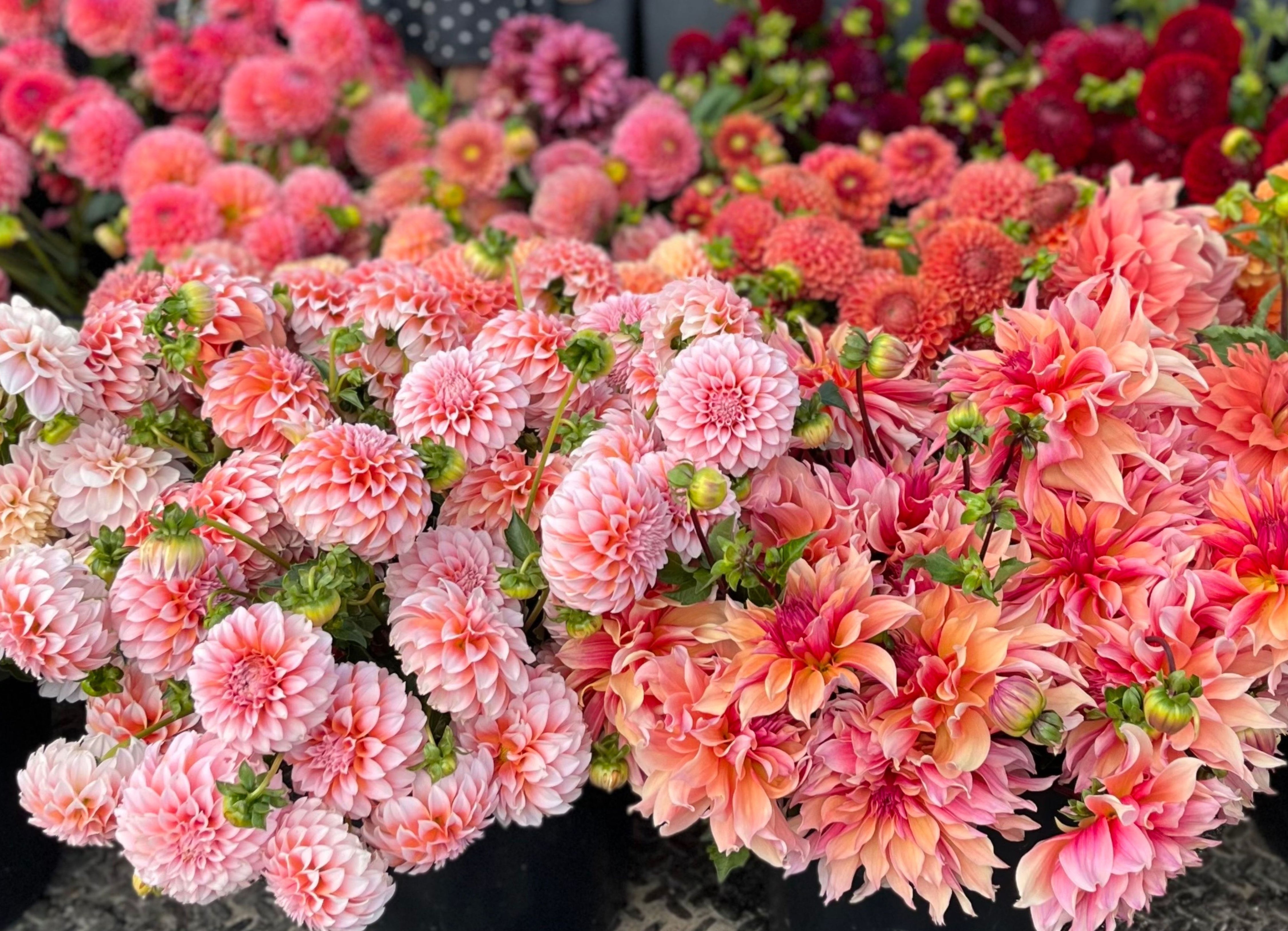 How To Start Dahlias Indoors - Rooted Flowers