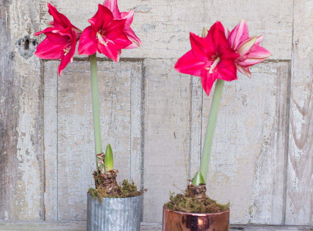 How To Grow Amaryllis Indoors Rooted Flowers
