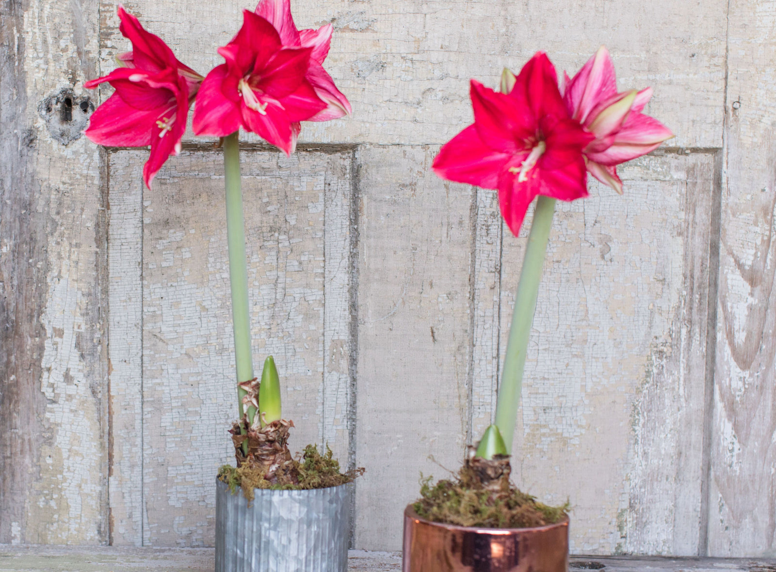 This Origami Pot Grows Along With A Plant's Roots