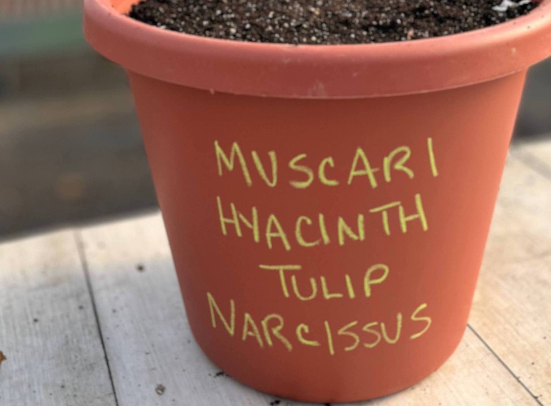 Lasagna Layering Bulb Planting in Pots Rooted Flowers