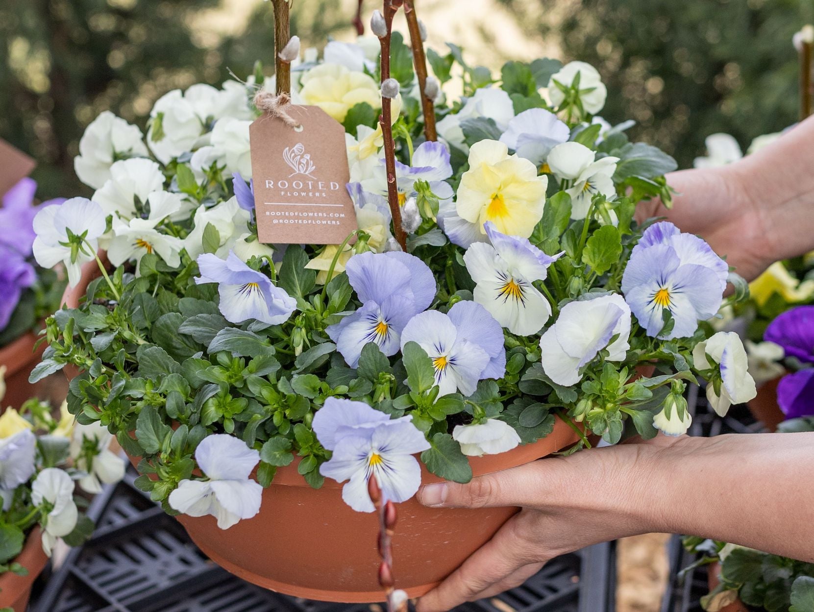 The Timeless Charm of Pansies