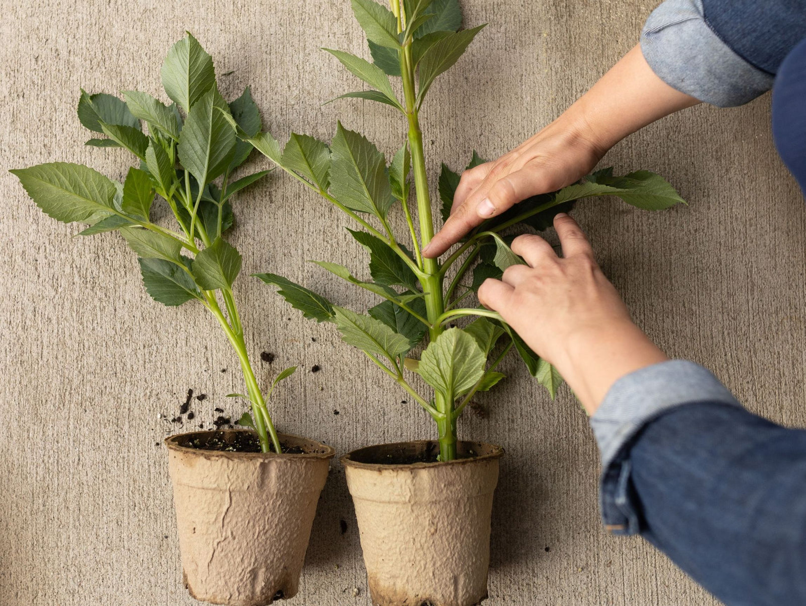 dahlia plant in pots