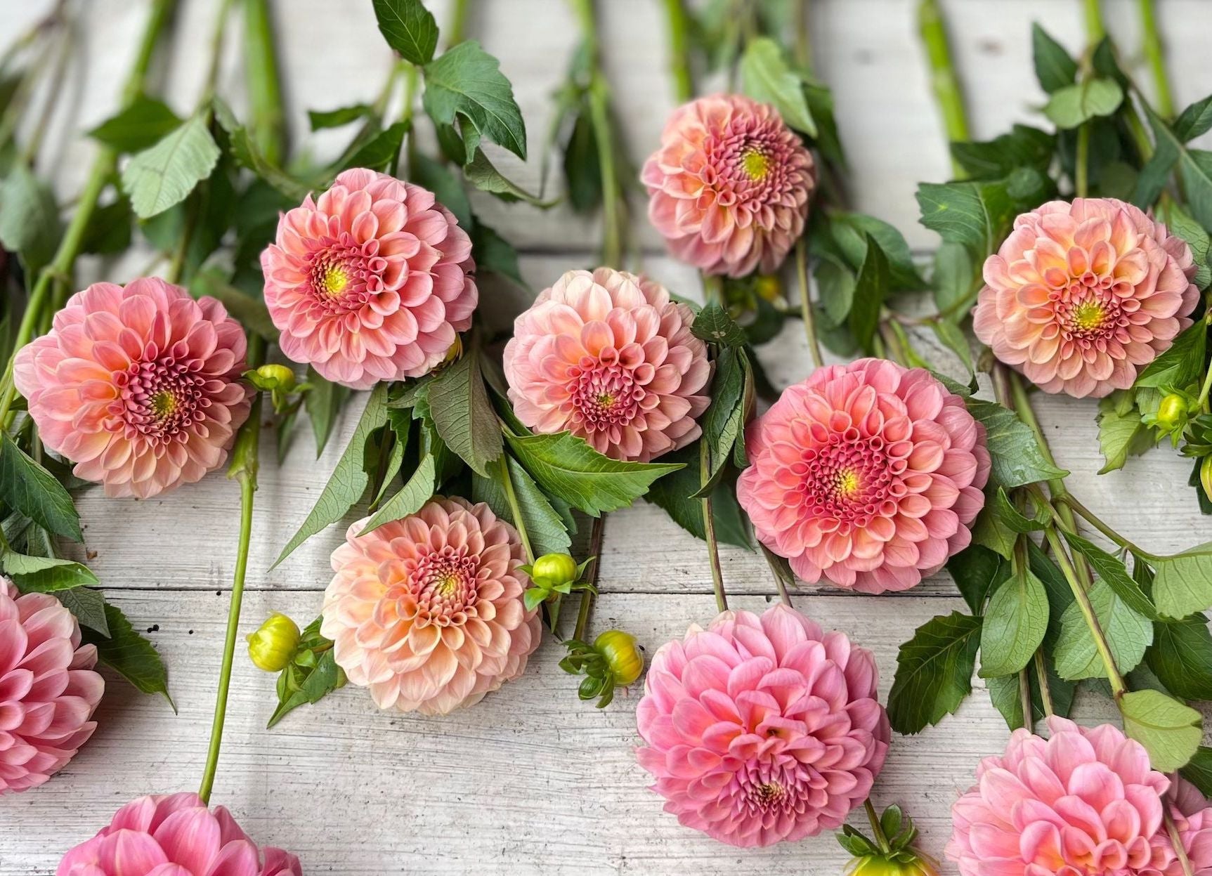 Dahlia Giveaway! Rooted Flowers