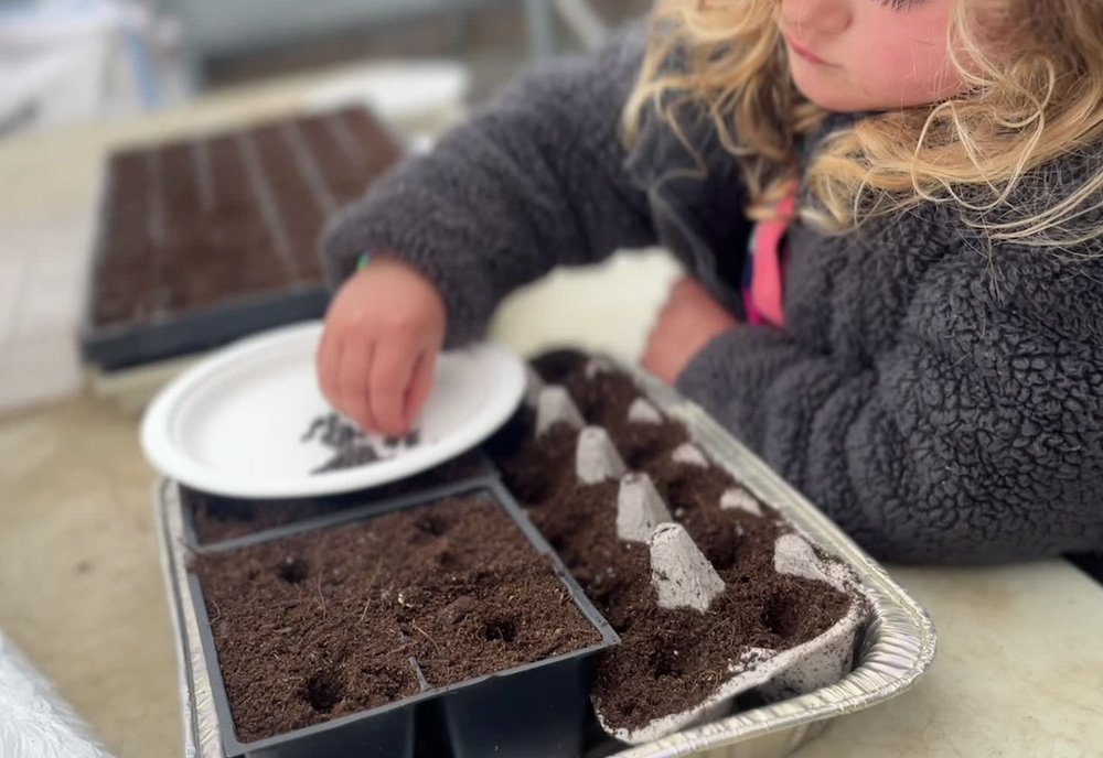 StepbyStep How to Start Flower Seeds Indoors for a Beautiful Garden