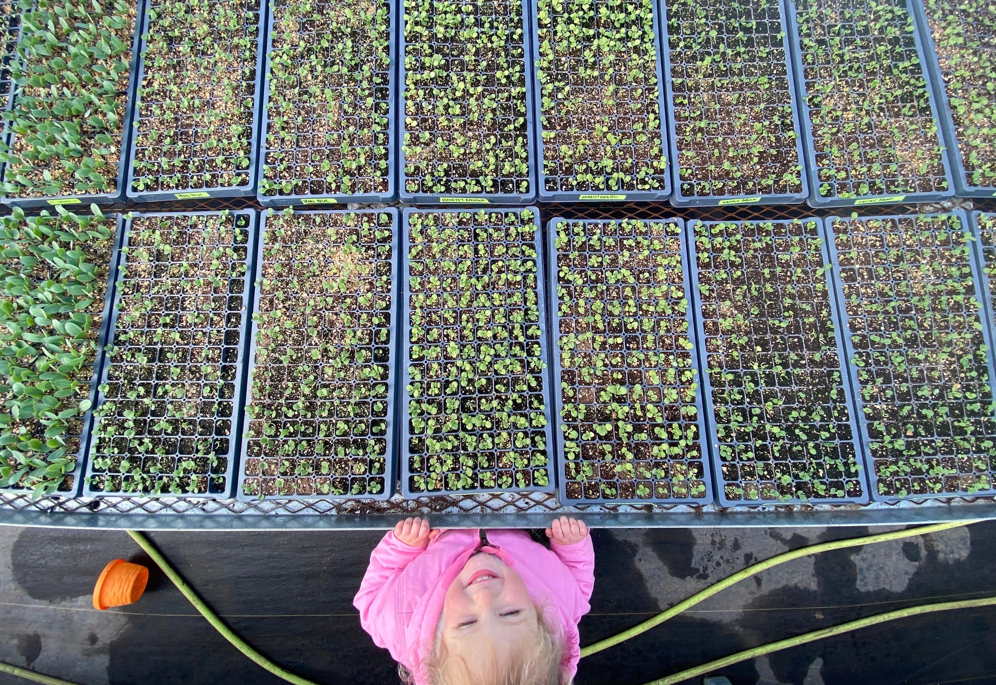 Mastering the Art of Transplanting Flower Seedlings: A Beginner's Guide