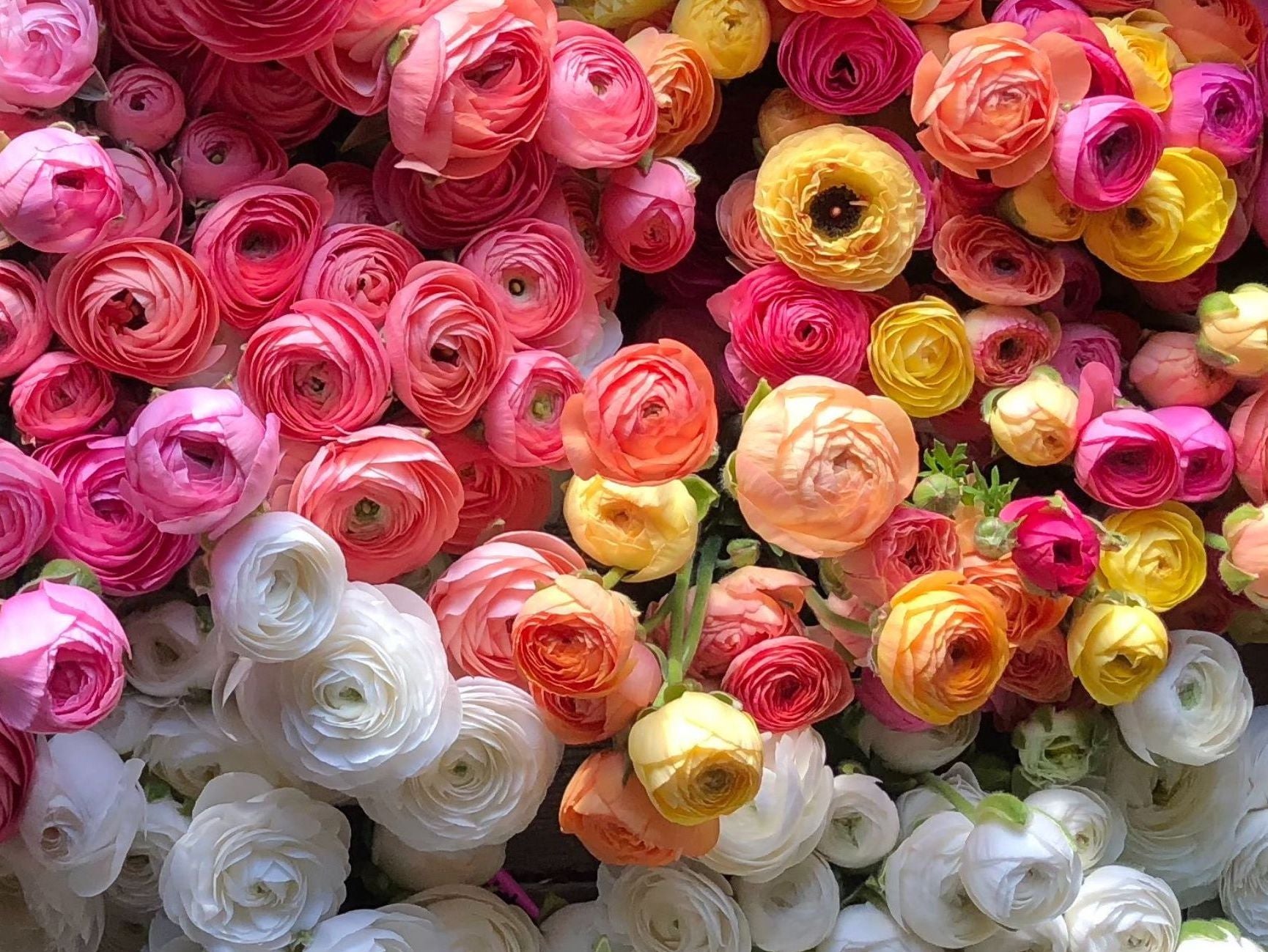 Cold Damage On Ranunculus Growing Ranunculus in a Cold Climate: Tips for Success in Zones 5-6 ...