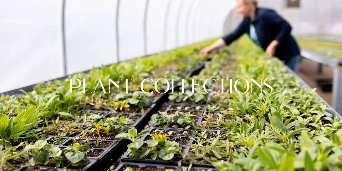 cut flower plants at rooted flowers