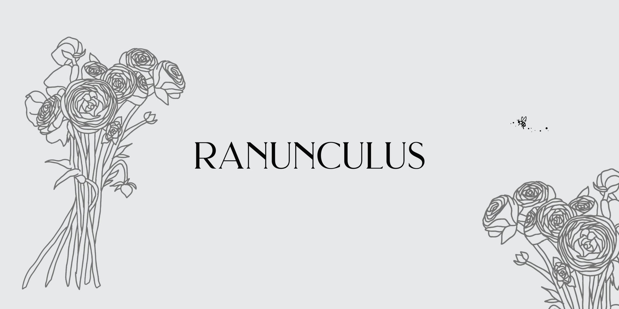 ranunculus corms for sale