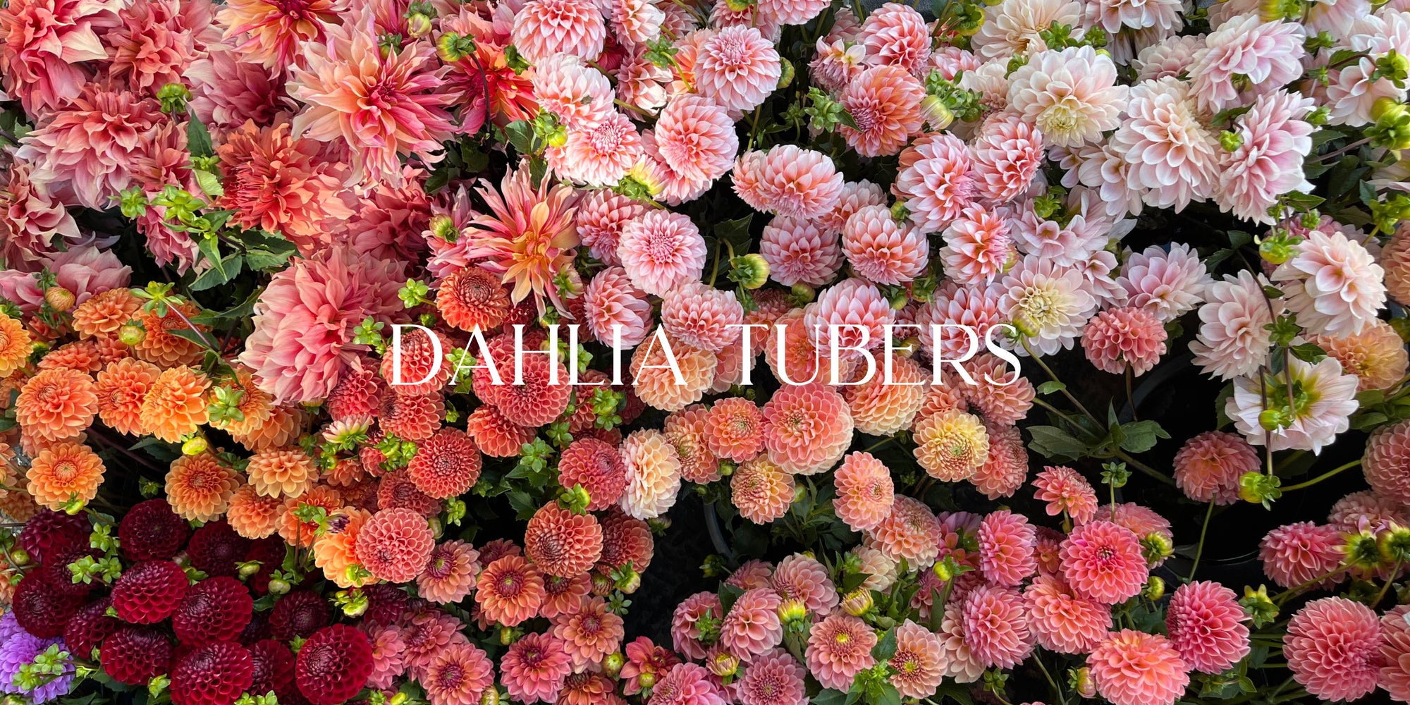cut flower dahlia tubers for sale